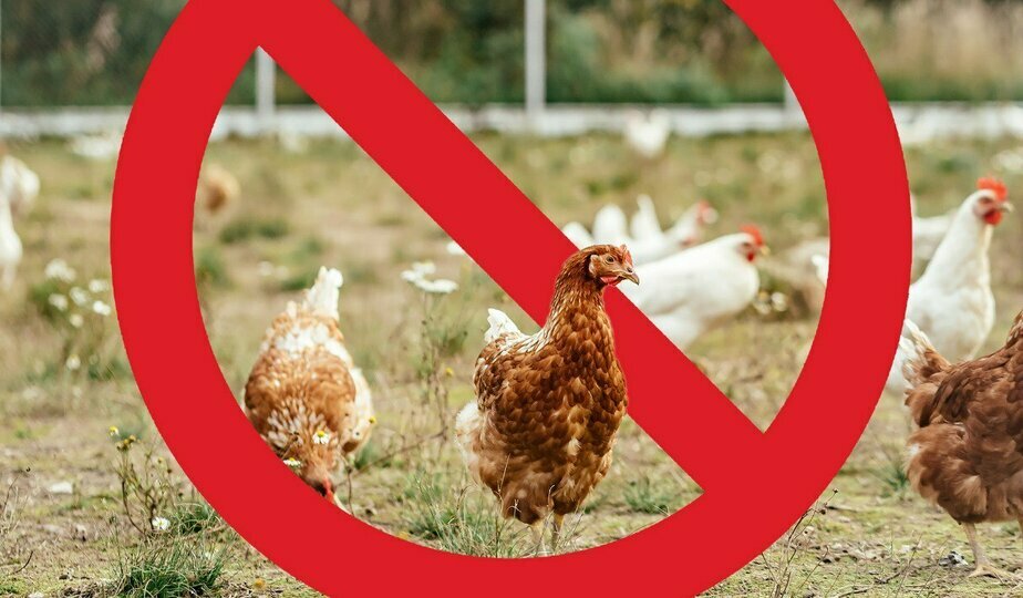 Органики больше не будет?